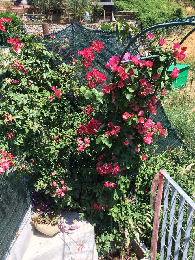 La Casina Delle Rondini ξενώνας Corsanico-Bargecchia Εξωτερικό φωτογραφία